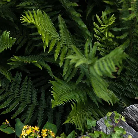 Moulin Moulin 3* Dannes